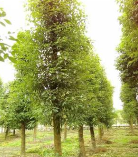 香樟 小葉香樟 10-30公分 農(nóng)戶價