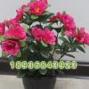 批發室內高檔觀花植物盆栽 杜鵑花盆栽 杜鵑苗 凈化空氣