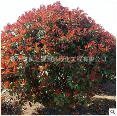 紅葉石楠球批發 工程綠化苗木 彩葉灌木 園林觀賞植物 規格齊全