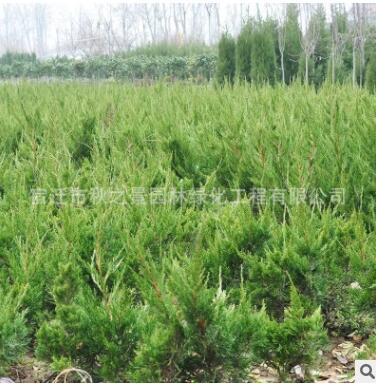 龍柏苗基地批發 四季常青 小龍柏苗 園林觀賞植物 工程綠化灌木