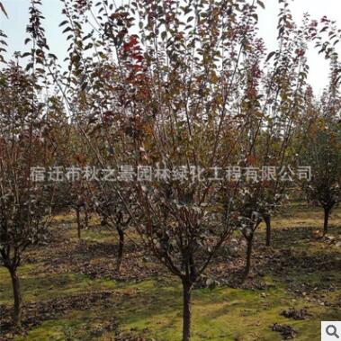 美人梅樹苗批發 彩葉花灌木 庭院觀賞植物 園林綠化風景樹