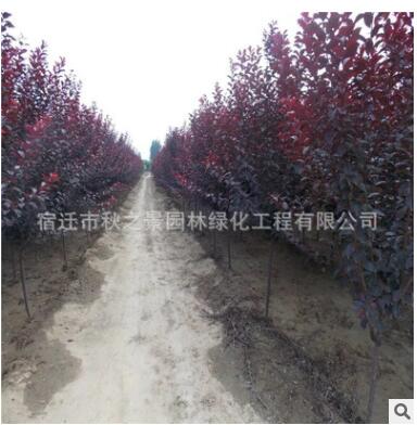 紅葉李樹苗批發 彩葉綠化苗木 行道風景樹紫葉李 規格齊全