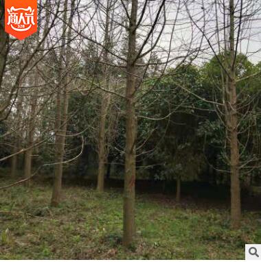 基地批發(fā)銀杏樹 銀杏苗木出售 園林綠化樹苗 銀杏樹