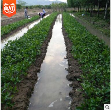 基地批發(fā)桂花小苗 四季桂樹苗 四季開花 花期長 叢生四季桂花樹苗