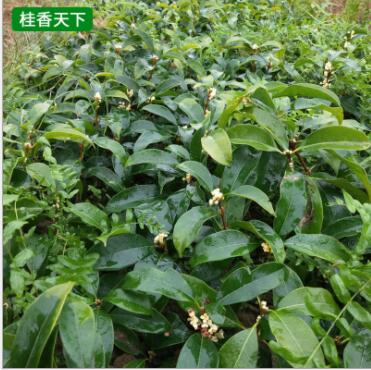 桂花樹苗基地批發(fā) 八月桂 四季桂小苗 品種齊全 綠化園林苗木