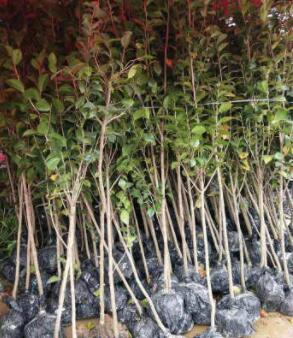 基地 山茶花盆栽 四季茶花苗 綠化小苗多品種茶花 四季青茶花樹苗