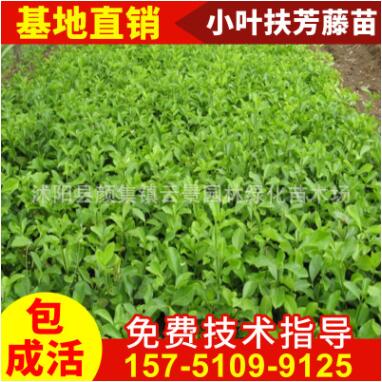 庭院爬藤植物 扶芳藤小苗 小葉扶芳藤苗 綠化苗 苗圃綠化苗