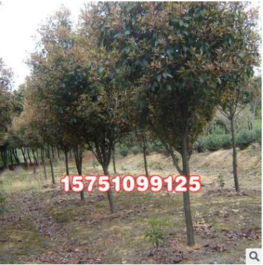 供應(yīng)綠化苗木 紅葉石楠 紅葉石楠球 獨(dú)桿紅葉石楠各種規(guī)格