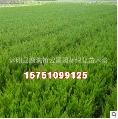 批發綠化苗木 龍柏球 龍柏樹苗 規格齊全 造型樹 優質龍柏小苗