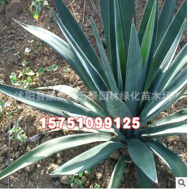 綠化工程苗木批發 劍麻小苗 四季常青 耐寒耐旱 道路綠化植物