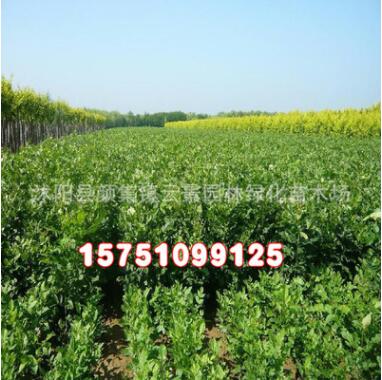 苗木基地批發供應白蠟苗 綠化工程苗木 白蠟樹苗