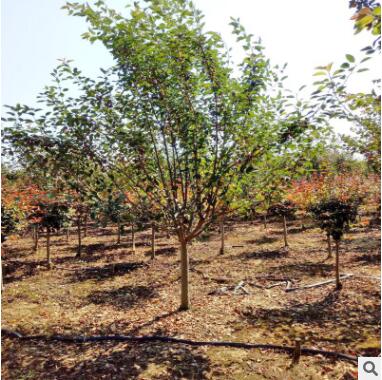 西府海棠 基地直銷 各種規(guī)格 紅寶石海棠 垂絲海棠 品種齊全