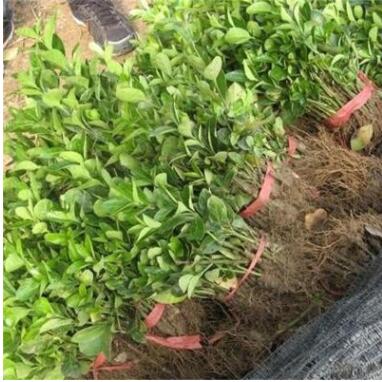 大葉黃楊樹苗 綠化苗木 大葉黃楊小苗 園林綠化工程苗