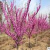 紫荊 花木 叢生紫荊 單桿紫荊 紫荊小苗 綠化苗木