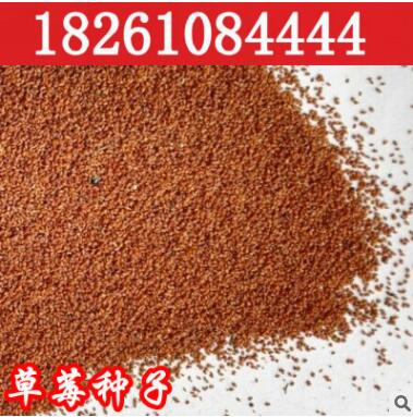 批發蔬菜水果種子 草莓種子 奶油草莓 白莓