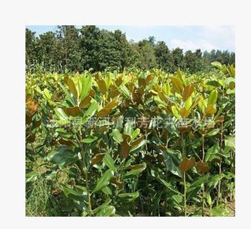 苗木基地供應(yīng)白玉蘭小苗 工程綠化苗木