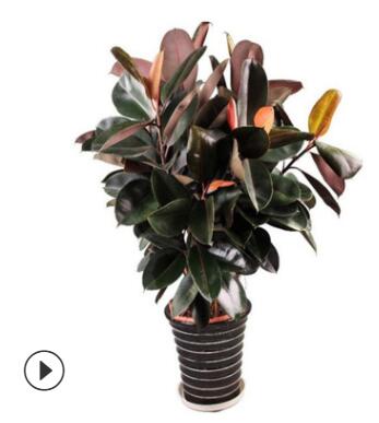 黑金剛 橡皮樹 琴葉榕綠植盆栽 植物室內客廳四季常青植物吸甲醛