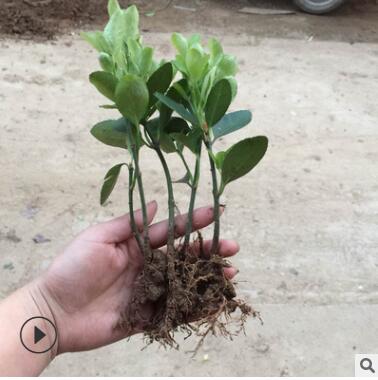 批發供應優質大葉黃楊 四季常青園林綠化工程苗 冬青小苗