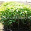 供應重陽木 秋楓種苗 熱銷中 物美價廉 重陽木苗 秋楓批發代購 廠家直銷