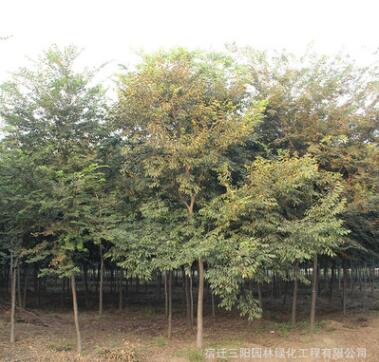 基地批發櫸樹 櫸樹小苗 紅櫸樹 各種規格齊全