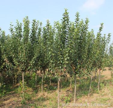 基地批發西府海棠 北美海棠 木瓜海棠樹苗 海棠盆栽行道樹常綠喬