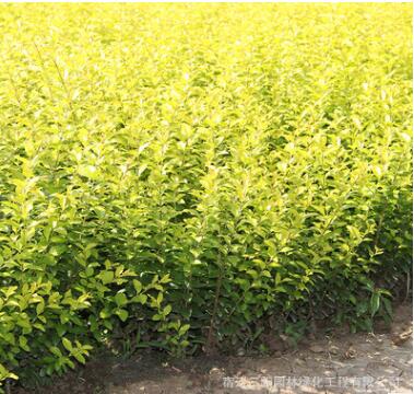 基地批發金葉女貞 黃葉女貞 金葉女貞球 小區公園色塊專用