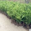 基地批發 瓜子黃楊 小葉黃楊 黃楊樹 冬青 灌木苗
