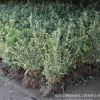 基地批發 金邊冬青 金邊黃楊 金邊冬青球 品種齊全