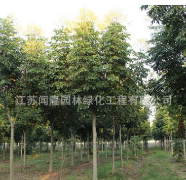 批發綠化苗木欒樹樹苗 優質防護樹黃山欒樹苗 北京欒樹