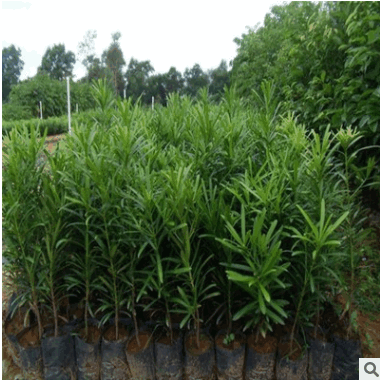 供應羅漢松盆栽小苗 各種規(guī)格 量大優(yōu)惠