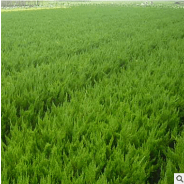 出售30公分高 龍柏小苗 龍柏苗 規(guī)格齊全 量大優(yōu)惠