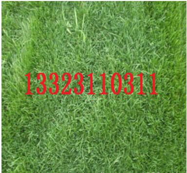 供應內蒙古地區專用四季青草坪種子，護坡綠化防沙治塵草坪