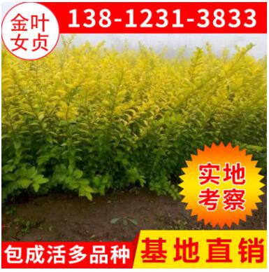 苗圃綠化苗木 金葉女貞2-4分枝 黃葉女貞苗批發 綠化工程苗木