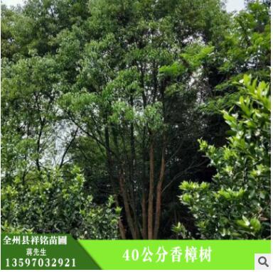 批發香樟樹 香樟樹專供 護坡綠化 濕地綠化 香樟樹樹苗 綠化植物