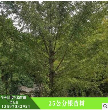 批發銀杏樹 25公分銀杏樹 護坡綠化 濕地綠化銀杏現貨