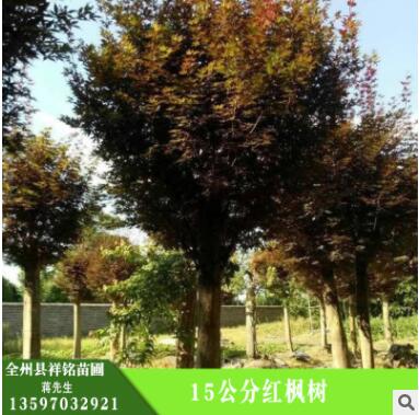 批發紅楓樹 護坡綠化,濕地綠化 15公分紅楓樹