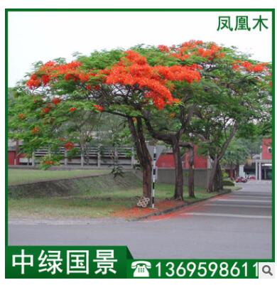 鳳凰木報價 綠化苗木 移植苗 假植木5-30公分