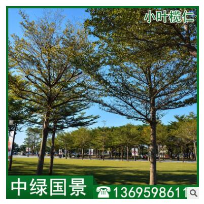 小葉欖仁價格 細葉欖仁 綠化苗木 移植苗批發