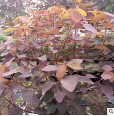 廠家直銷紅葉烏桕批發(fā)苗木量大從優(yōu)