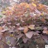 廠家直銷紅葉烏桕批發苗木量大從優