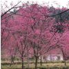 廠家直銷福建山櫻花庭院綠化量大從優福建山櫻花