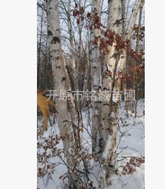 多條白樺樹 多分枝白樺