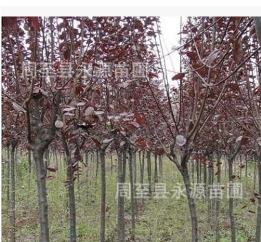 陜西周至大量供應(yīng)1-20公分紅葉李 紫葉李園林綠化苗木批發(fā)