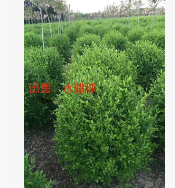 產(chǎn)地直銷 綠化苗木小葉女貞球 水蠟球80-1米 耐寒灌木綠植批發(fā)