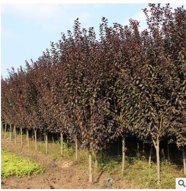 基地批發優質紫葉李樹 園林綠化花木行道風景樹紫葉李小樹品種全