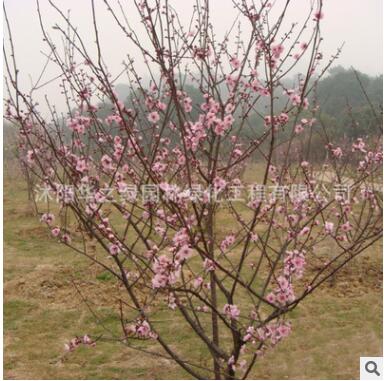 基地批發園林工程綠化苗木美人梅小苗 觀花植物美人梅樹苗 規格全