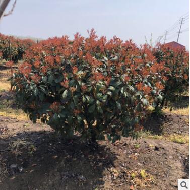 基地直銷 紅葉石楠球、紅葉石楠樹、紅葉石楠小樹