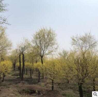 基地直銷 出售中華金葉榆 黃金榆苗 金葉榆苗 金葉垂榆