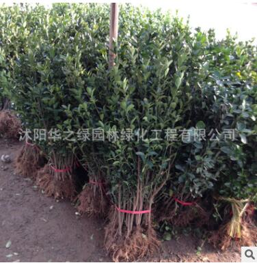 批發供應優質大葉黃楊 四季常青大葉黃楊工程綠化用苗黃楊小苗