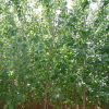 武功縣聚鑫園種植專業(yè)合作社出售4~5公分白楊樹苗木